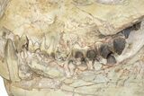 Fossil Oreodont (Merycoidodon) Skull - South Dakota #285130-3